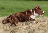 BORDER COLLIE 598